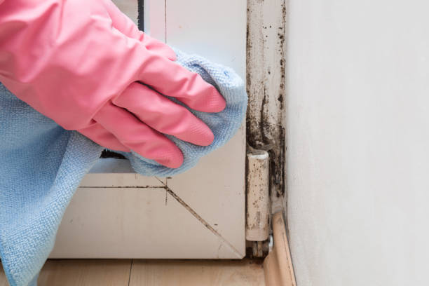 Trusted Mobridge, SD Mold Prevention & Removal  Experts